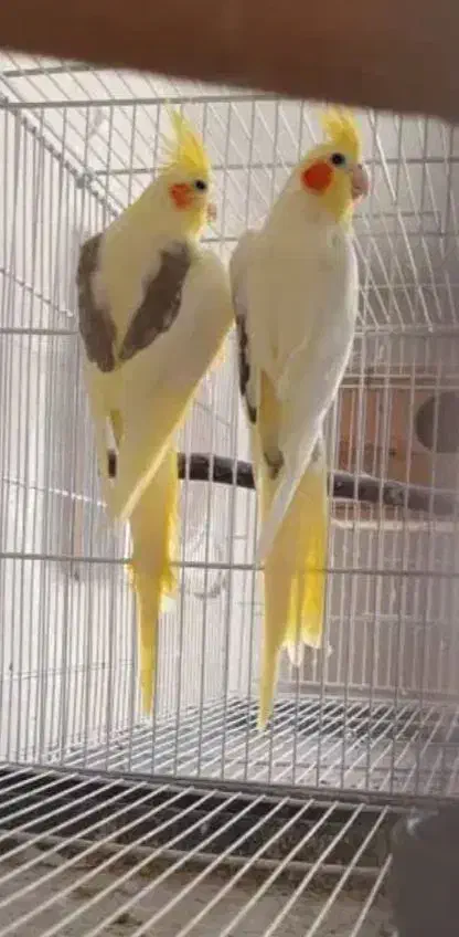 عروس هلندی کلکسیونی جفت|پرنده|قزوین, |دیوار