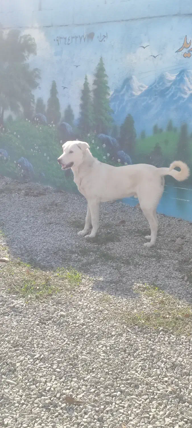 سگ پژدر سرابی ژرمن هاسکی پیتبول|سگ|تهران, مختاری|دیوار