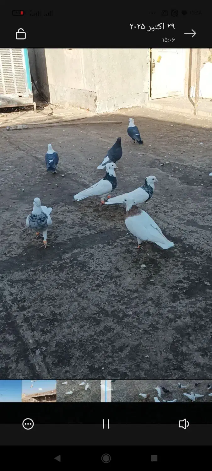 کبوتررنگه هوایی|پرنده|جلگه رخ, |دیوار