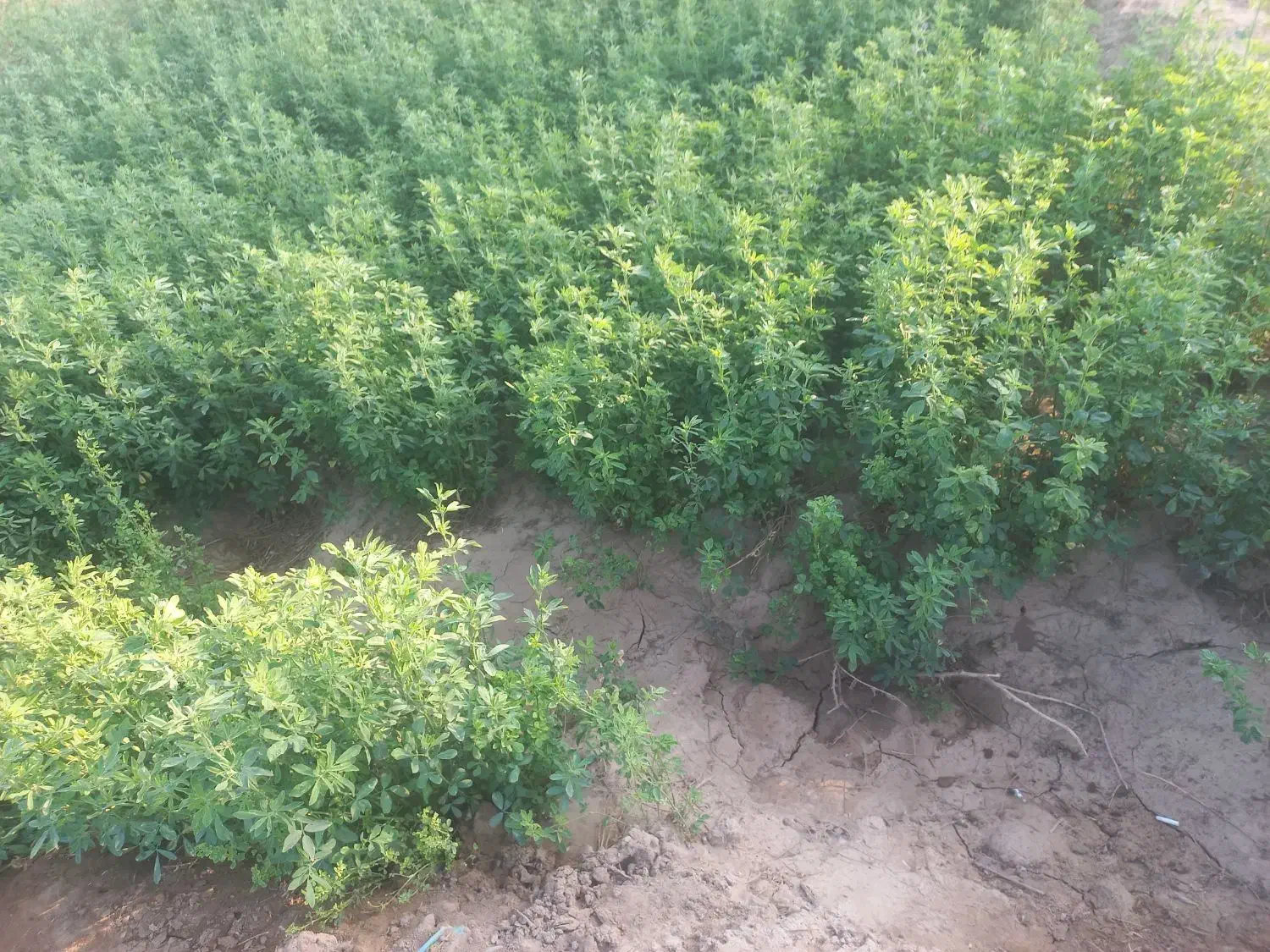 بذر یونجه  تضمینی آبسردو|گل و گیاه طبیعی|کهنوج, |دیوار