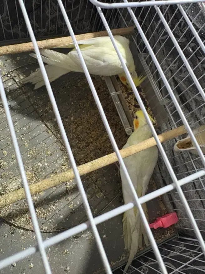 یک جفت عروس هلندی|پرنده|رشت, پل تالشان|دیوار