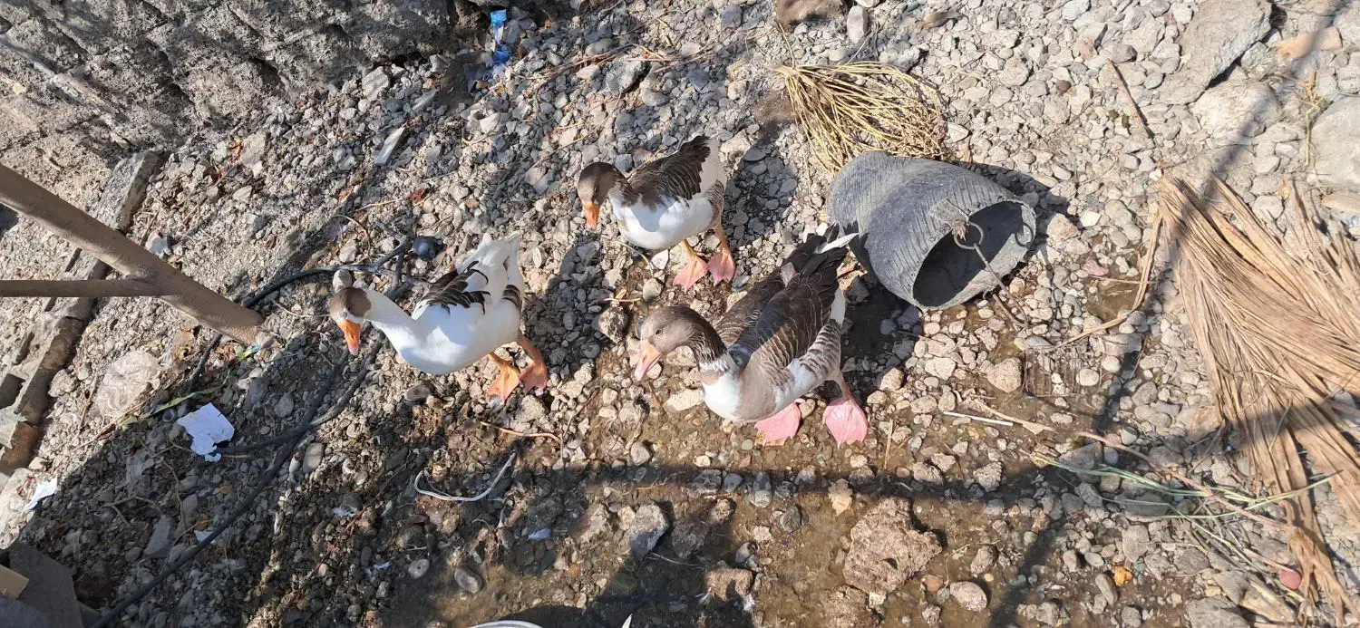 ۴ عدد غاز رودان|حیوانات مزرعه|رودان, |دیوار