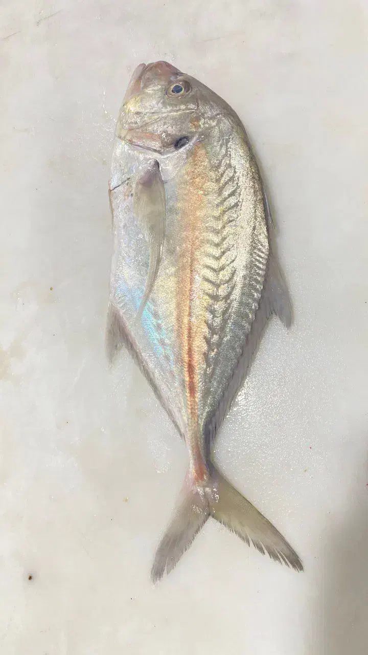 ماهی و میگو کیفرگیر (جنوب سابق )|خدمات پذیرایی، مراسم|شیراز, گلکوب|دیوار