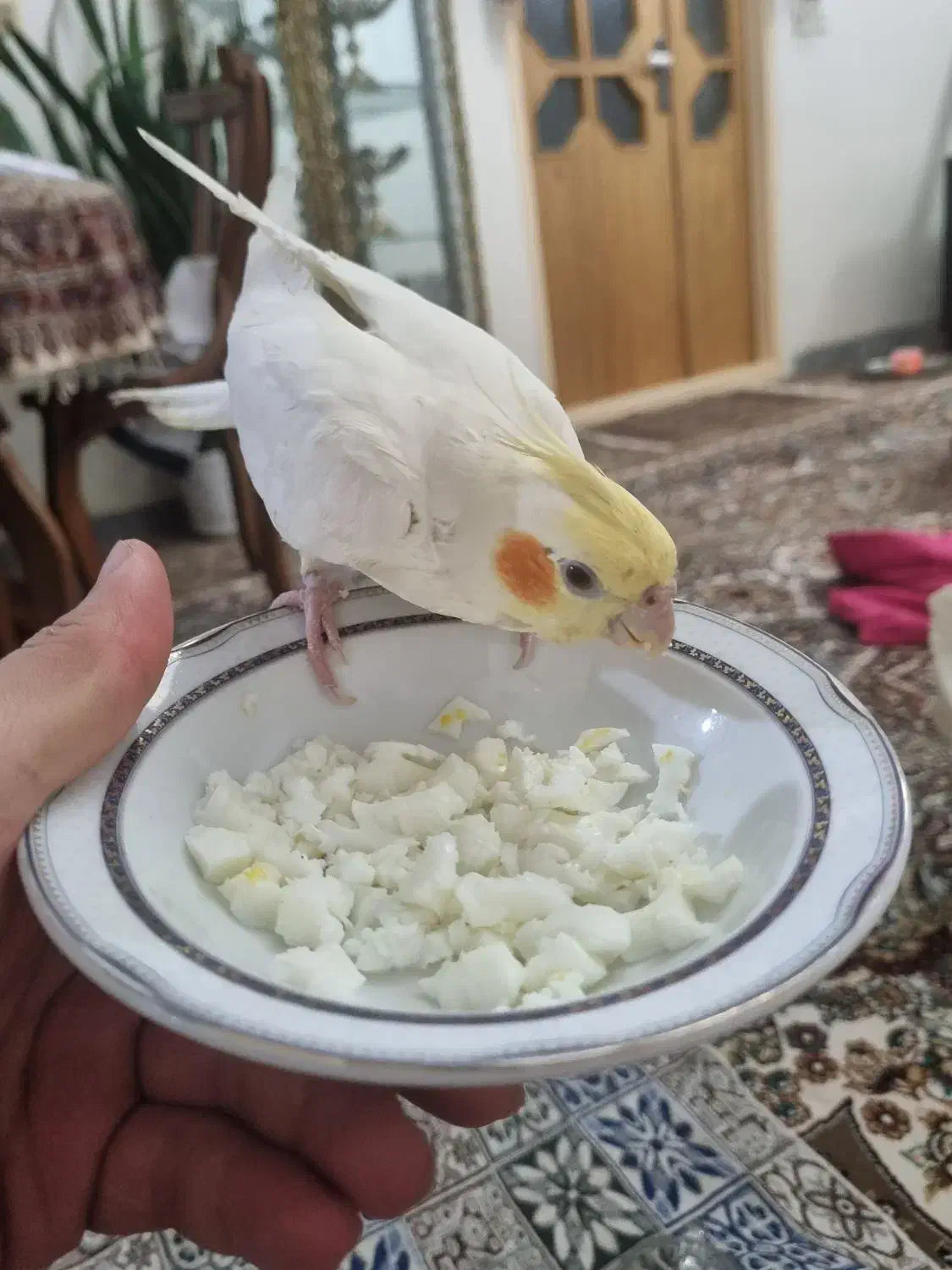 عروس هلندی جفت مولد|پرنده|بهار, |دیوار