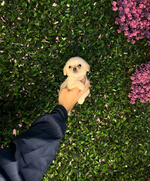 پامر شیواوا سایز ریز ۴/۵|سگ|کرج, گوهردشت|دیوار