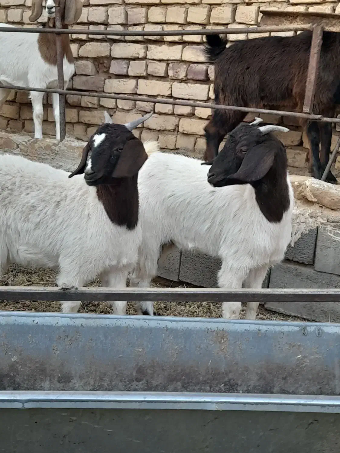 بزغاله ماده فروشی|حیوانات مزرعه|بردسکن, |دیوار