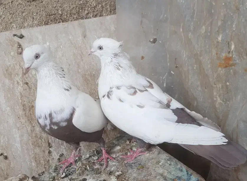 جفت دم قهوه ای|پرنده|فیروزآباد (فارس), |دیوار