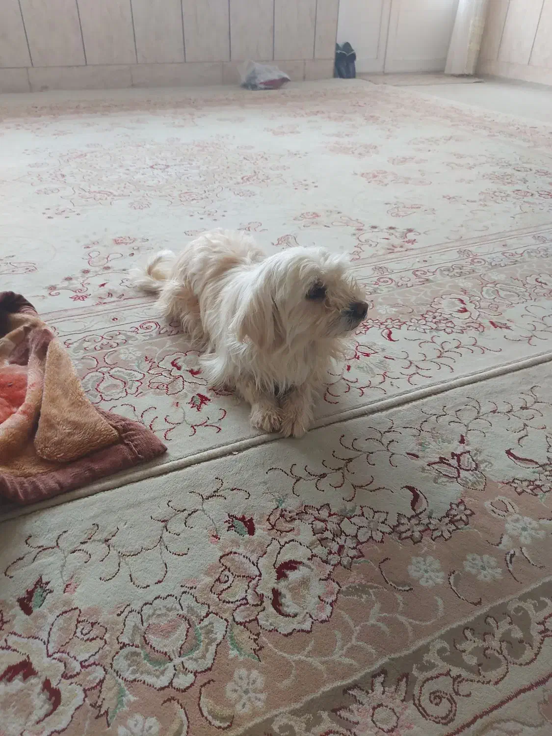 سگ‌‌پاپی‌ماده|سگ|بروجن, |دیوار