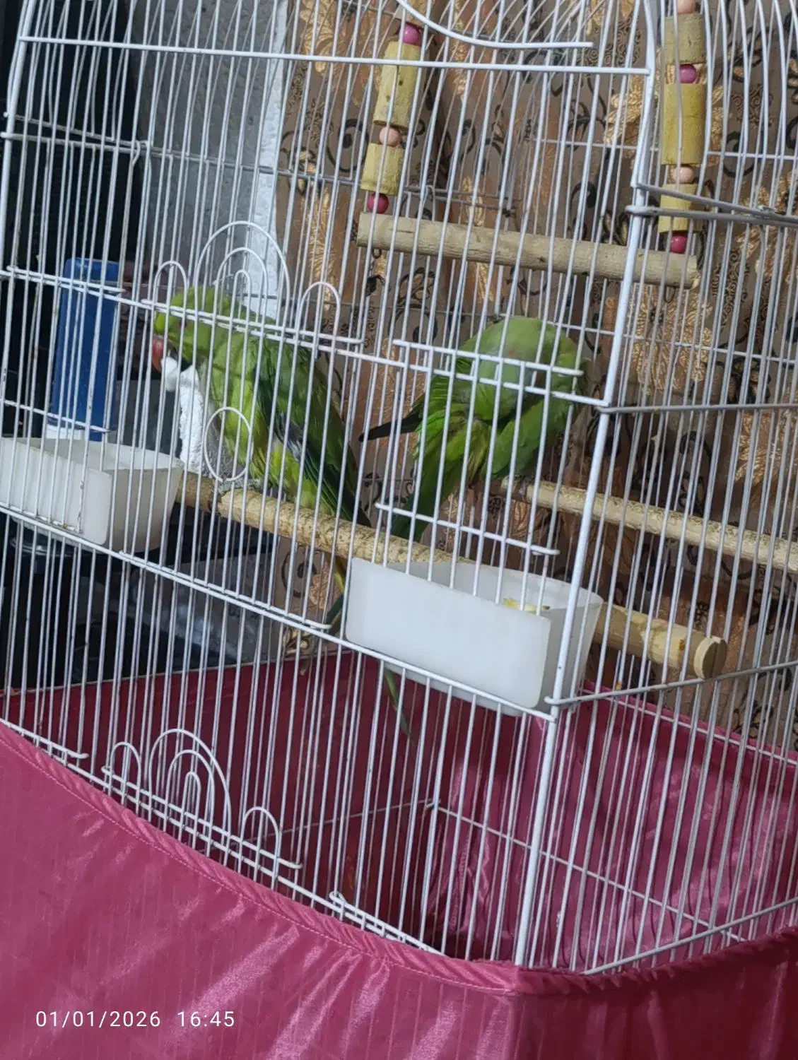 2500000000|پرنده|ایرانشهر, |دیوار