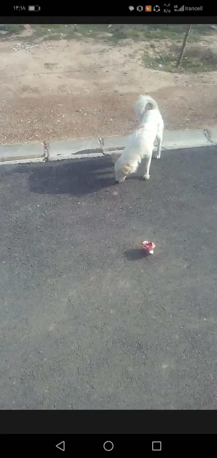 گمشوده|حیوانات|شیراز, شهرک مطهری|دیوار