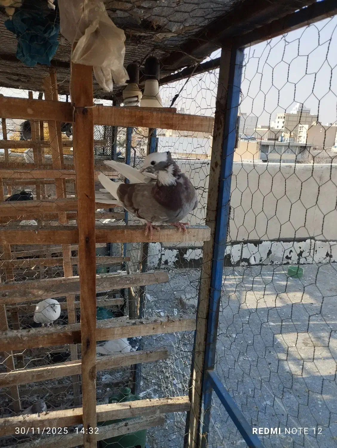 کبوتر ابلغ کاکلی زوردار|پرنده|کنگاور, |دیوار