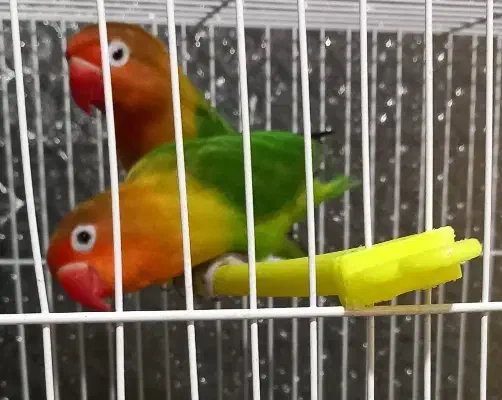 طوطی برزیلی و گرینچیک توضیحات بخوان|پرنده|طرقبه, |دیوار