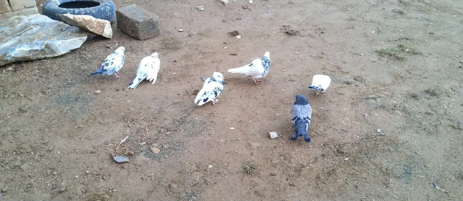 دونی ۴۰۰|پرنده|سقز, |دیوار