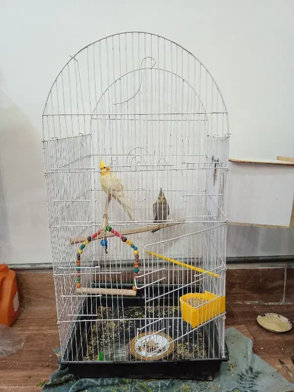 فروشی|پرنده|مشگین شهر, |دیوار