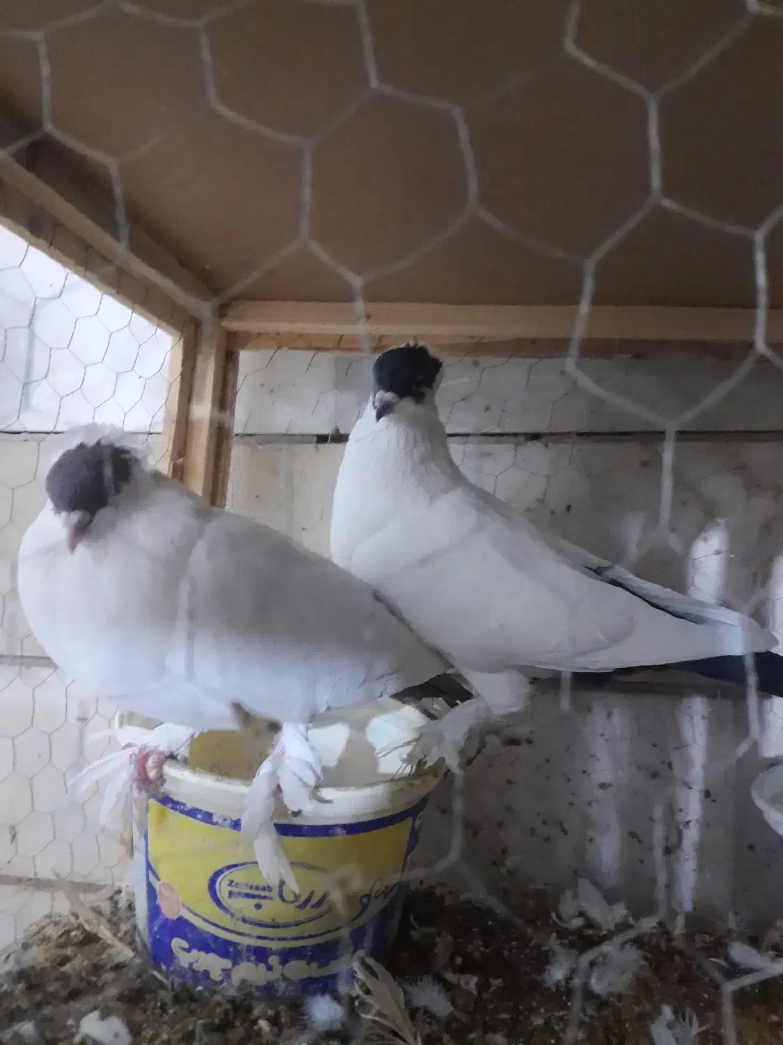 هلمت|پرنده|اصفهان, همت‌آباد|دیوار