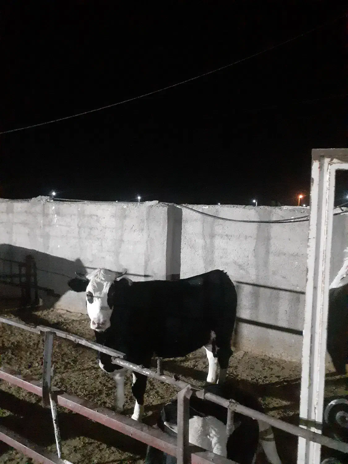 خریدوفروش گاو وگوساله کلچه|حیوانات مزرعه|ساروق, |دیوار