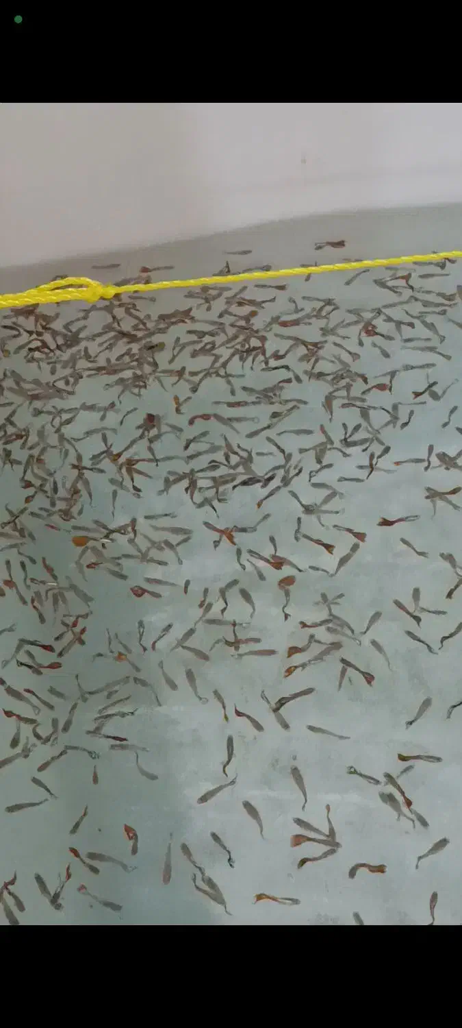 ماهی گوپی فقط 10|ماهی|تهران, علی‌آباد|دیوار