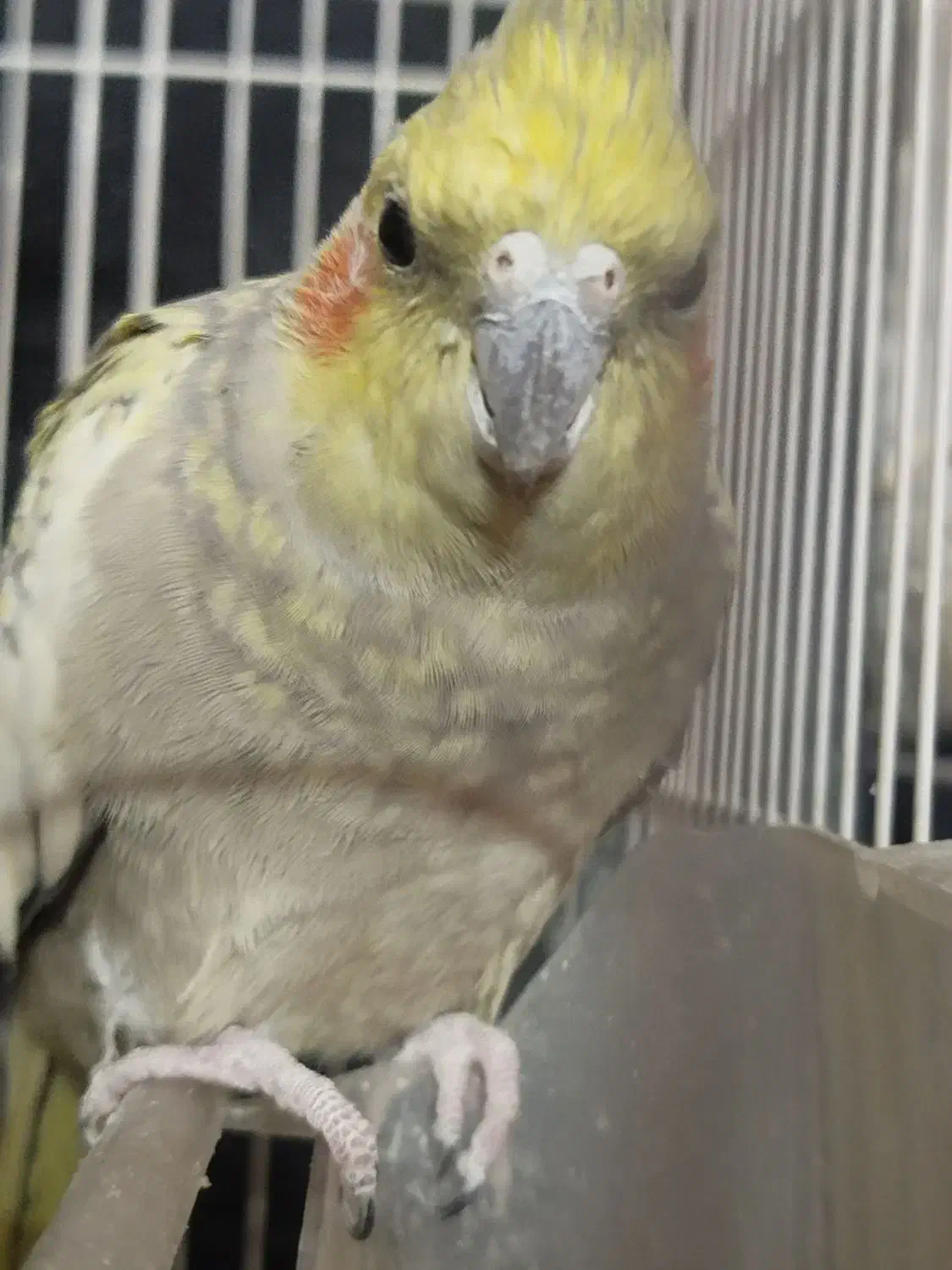 عروس هلندی دستی|پرنده|شیراز, فرودگاه شهید دستغیب شیراز|دیوار