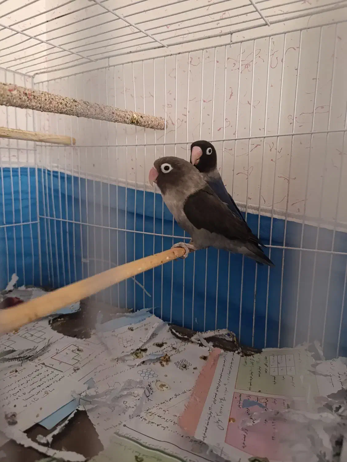 طوطی برزیلی|پرنده|بجنورد, |دیوار