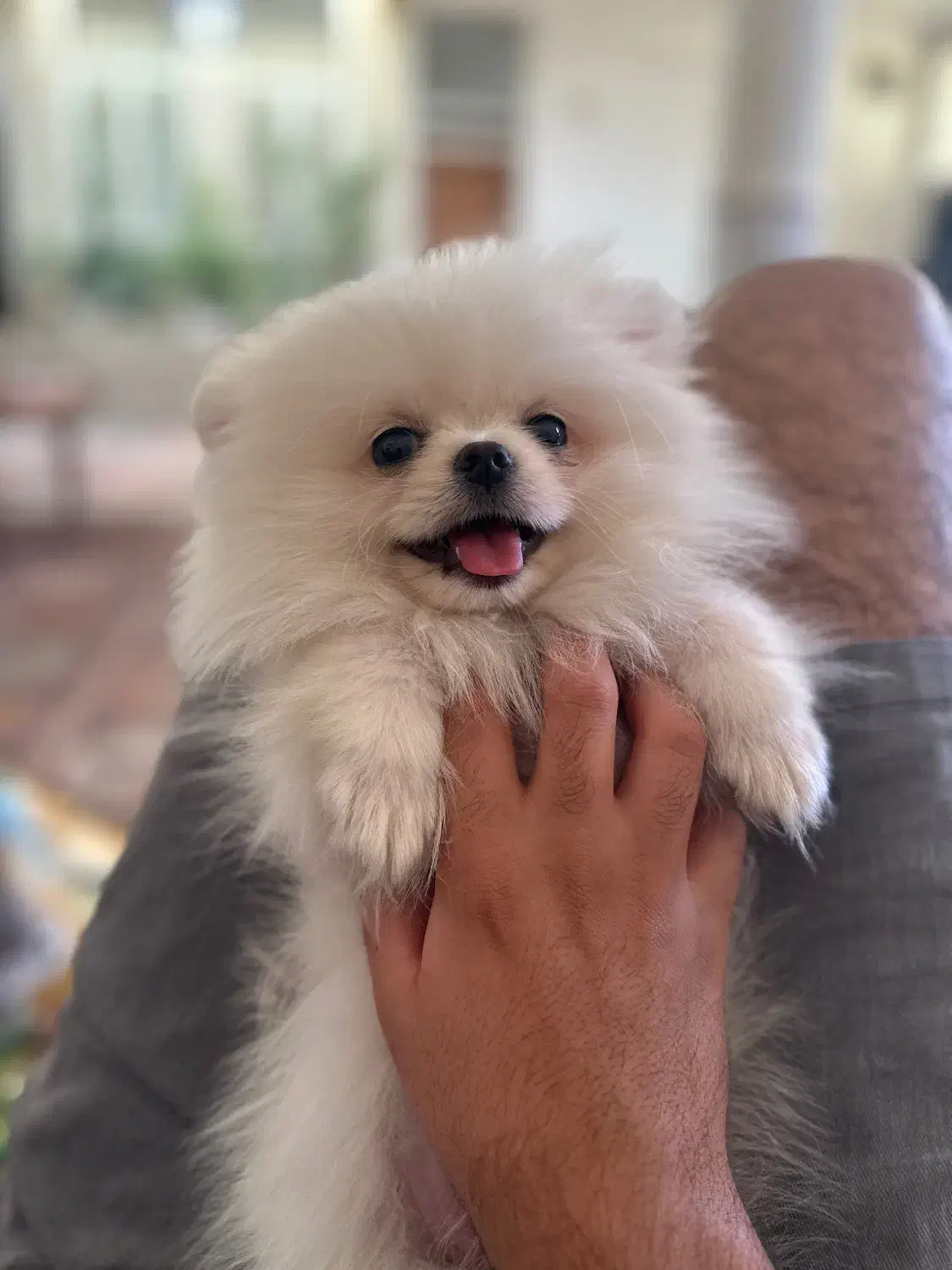 پامر خرسی|سگ|یزد, |دیوار