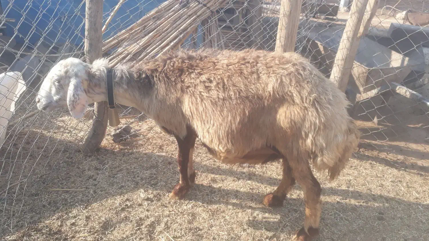 میش داشتی دوقلو زا|حیوانات مزرعه|دره شهر, |دیوار