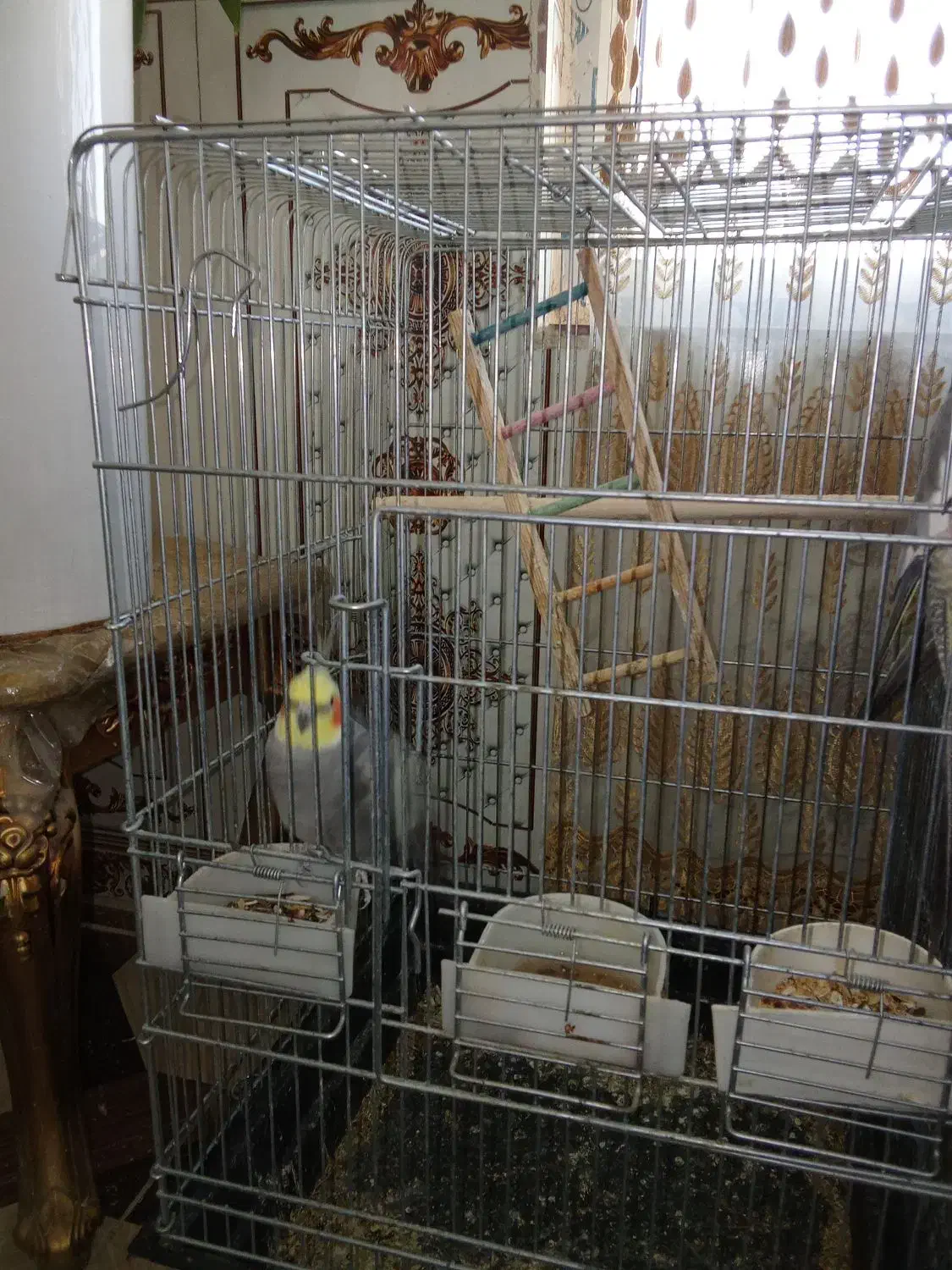 عروس هلندی نر وماده|پرنده|سرپل ذهاب, |دیوار