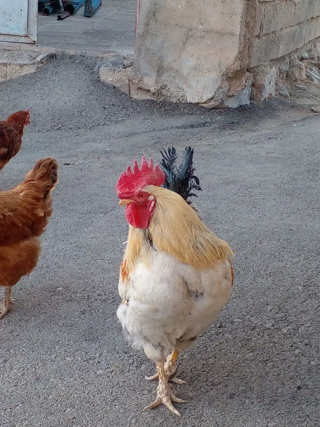 فروش حیوانات وخروس|حیوانات مزرعه|موچش, |دیوار