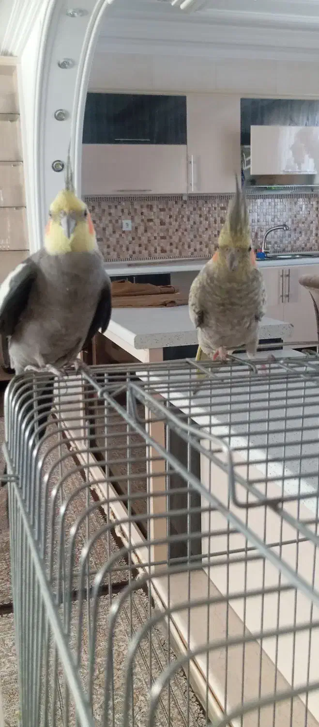 جفت عروس هلندی کار داده|پرنده|مهاباد (آذربایجان غربی), |دیوار