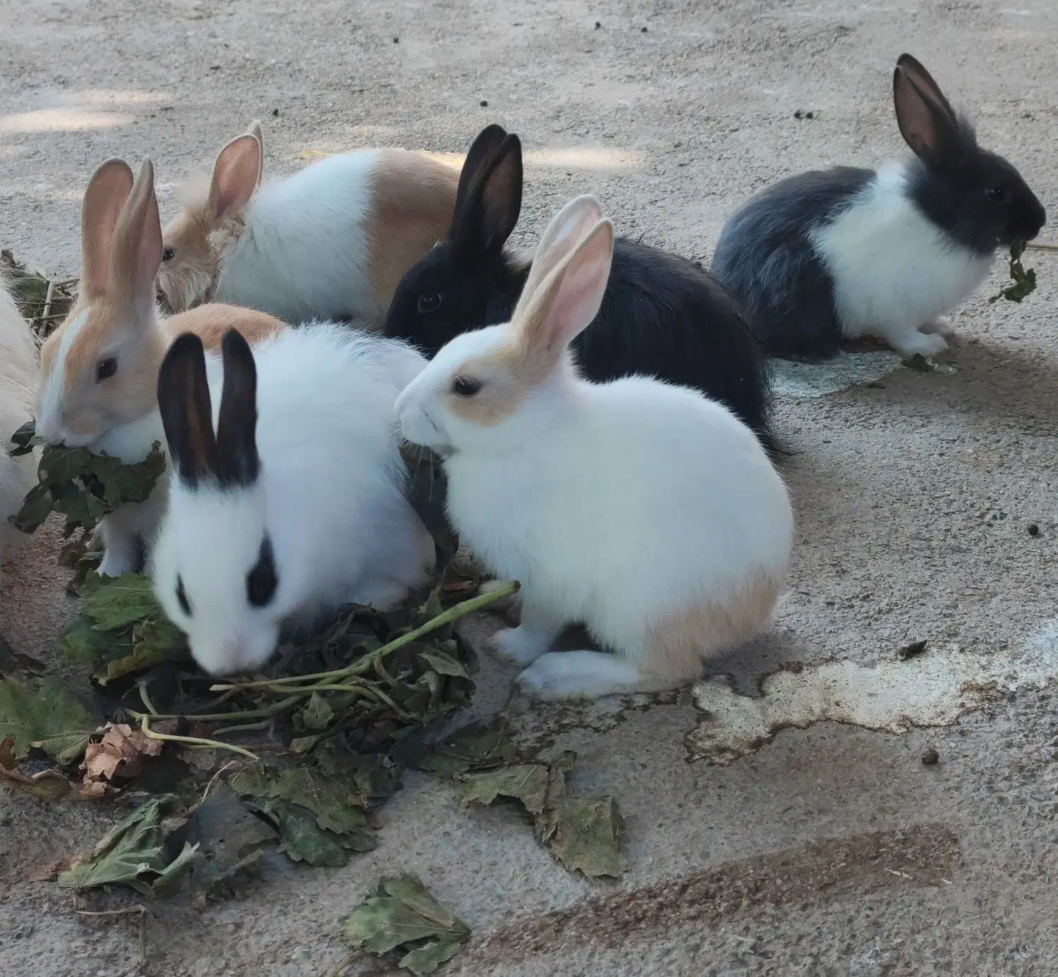 بچه خرگوش|موش و خرگوش|گنبد کاووس, |دیوار