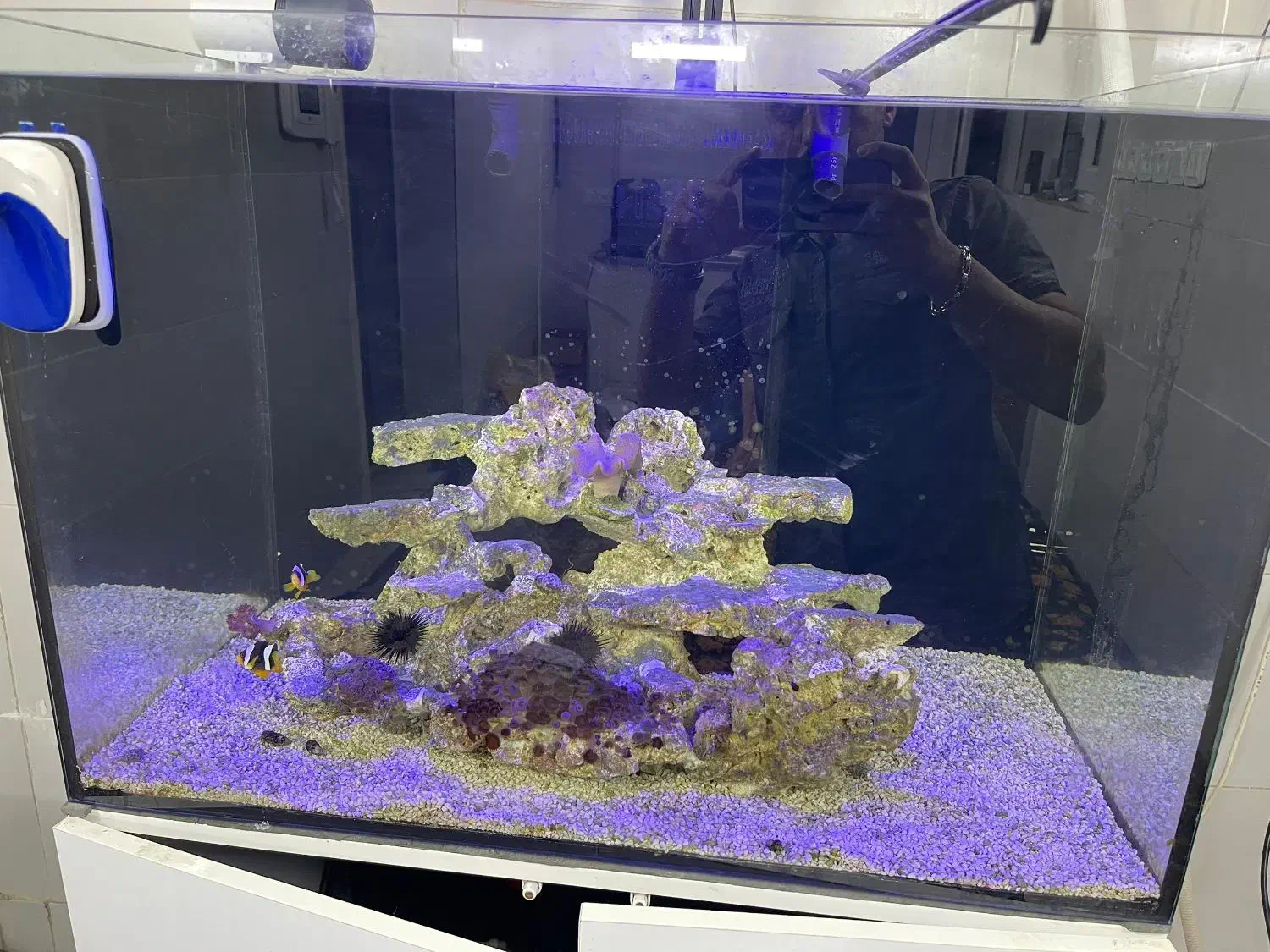 آکواریوم آب شور|ماهی|قم, دروازه ری|دیوار