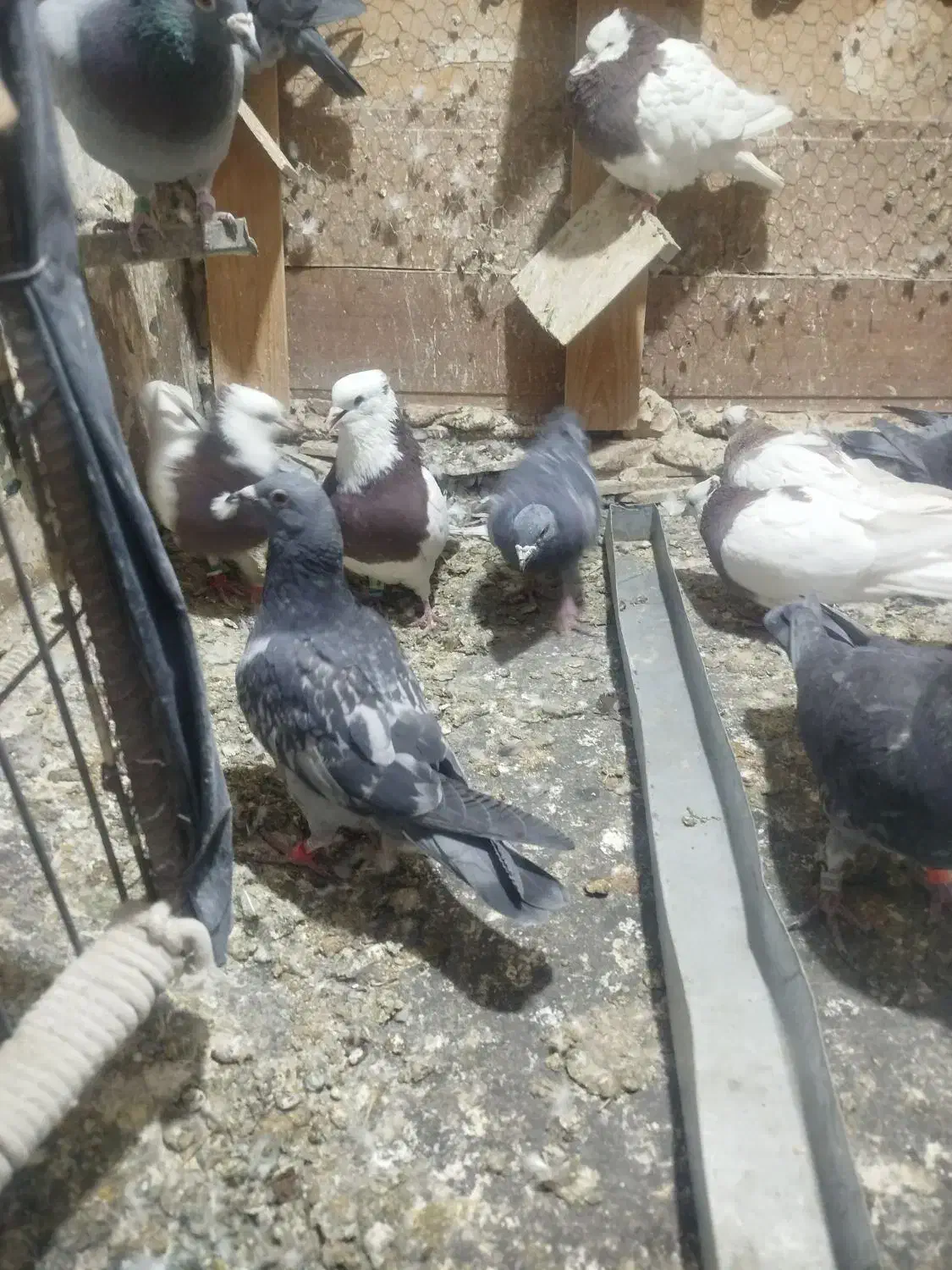 کبوترطوقی|پرنده|گلبهار, شهر جدید گلبهار|دیوار