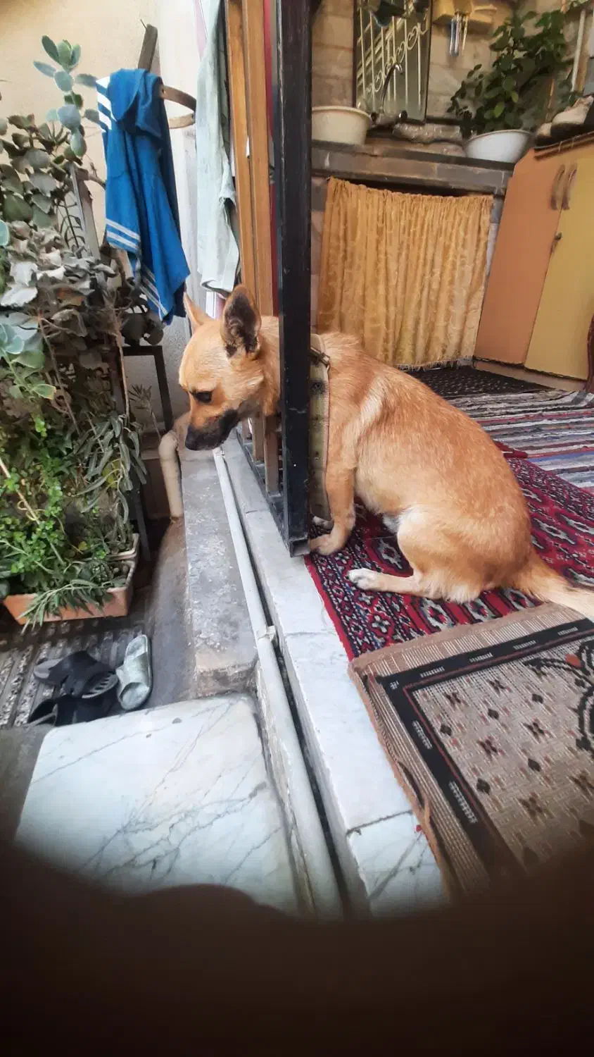 سگ نر اشپیز روباهی|سگ|گرگان, |دیوار