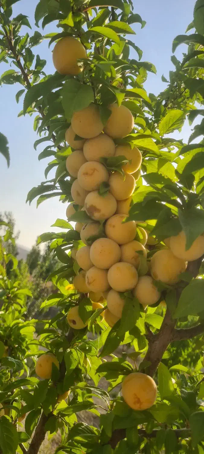 فروش نقدی یا معاوضه باخودرو یا آپارتمان یا کشنده|فروش خانه و ویلا|ارژن, |دیوار