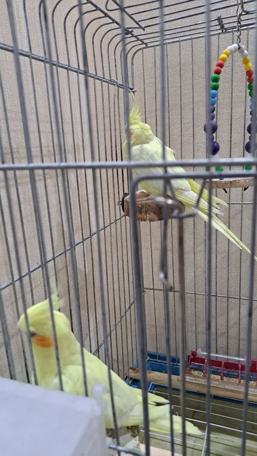 عروس هلندی|پرنده|ری, دیلمان|دیوار