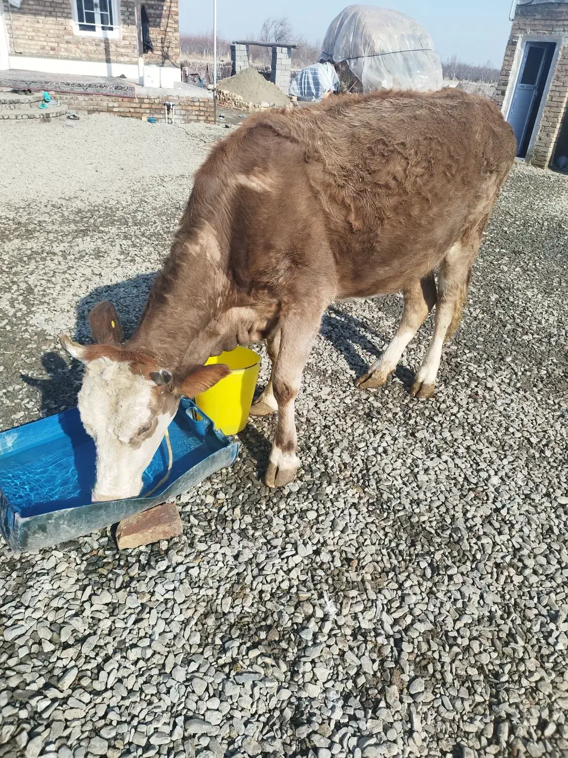 گاو آبستن|حیوانات مزرعه|انزل, |دیوار