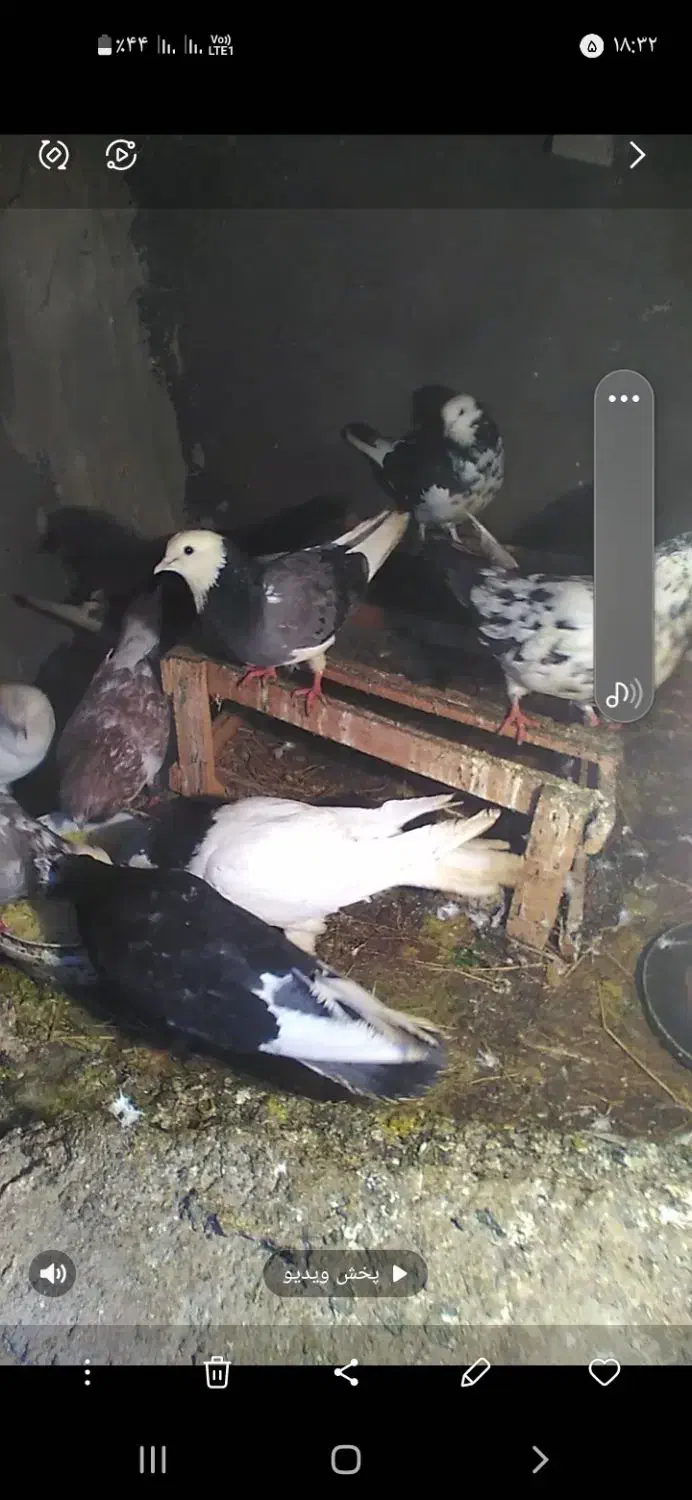 گورچین|پرنده|بستان آباد, |دیوار