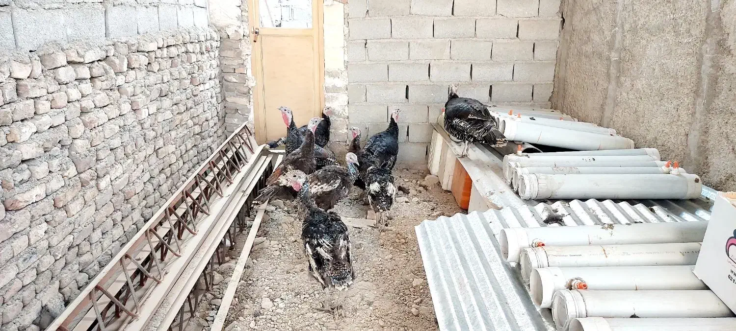 بوقلمون|حیوانات مزرعه|شهریار, کهنز|دیوار