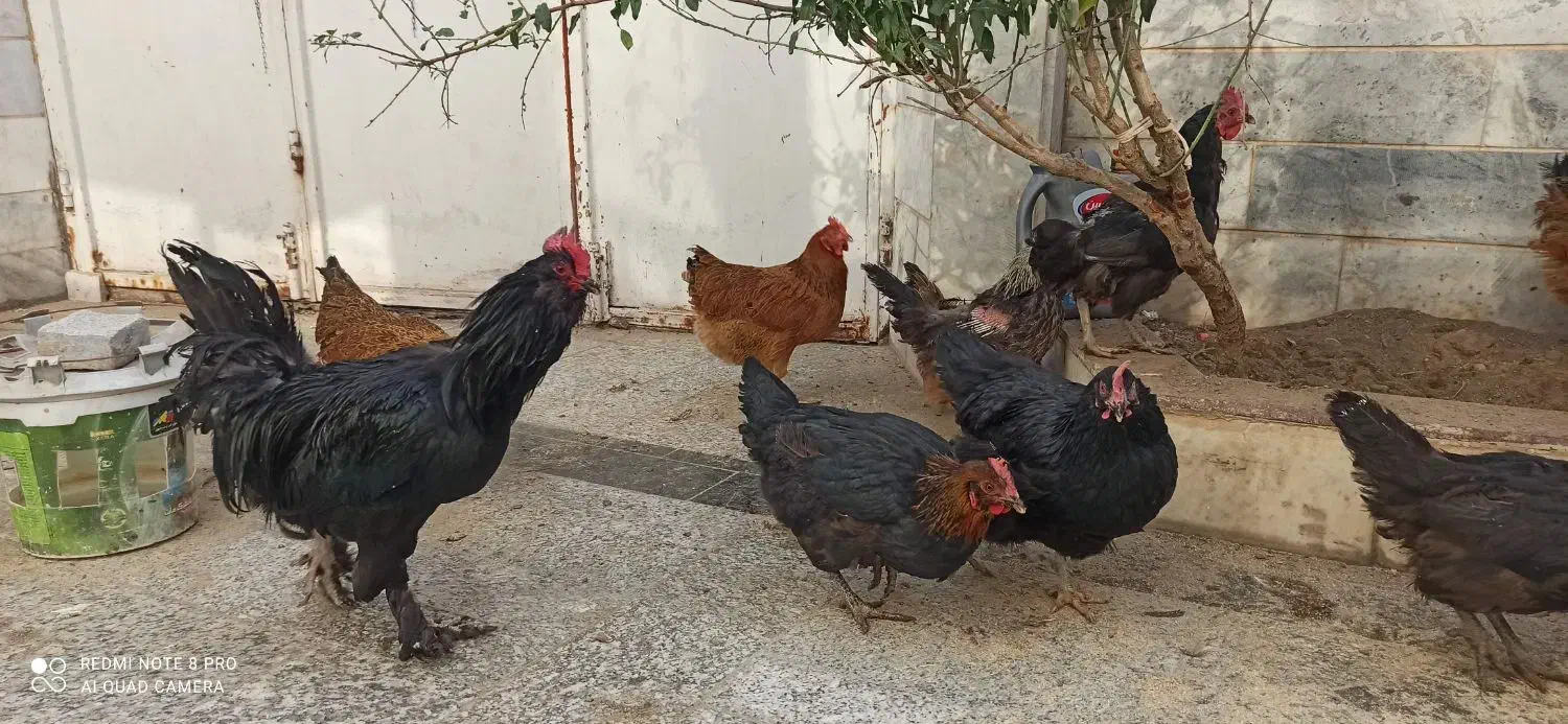 مرغ وخروس محلی همه جوان تازه به تخم آمده|حیوانات مزرعه|بیرجند, |دیوار