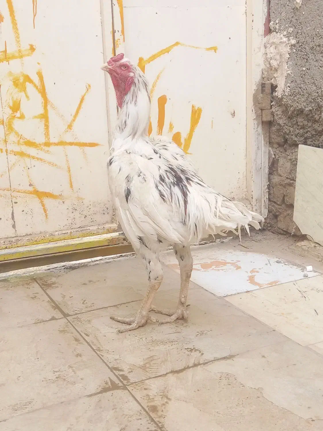 خروس‌لاری‌اصل|حیوانات مزرعه|هامون, |دیوار