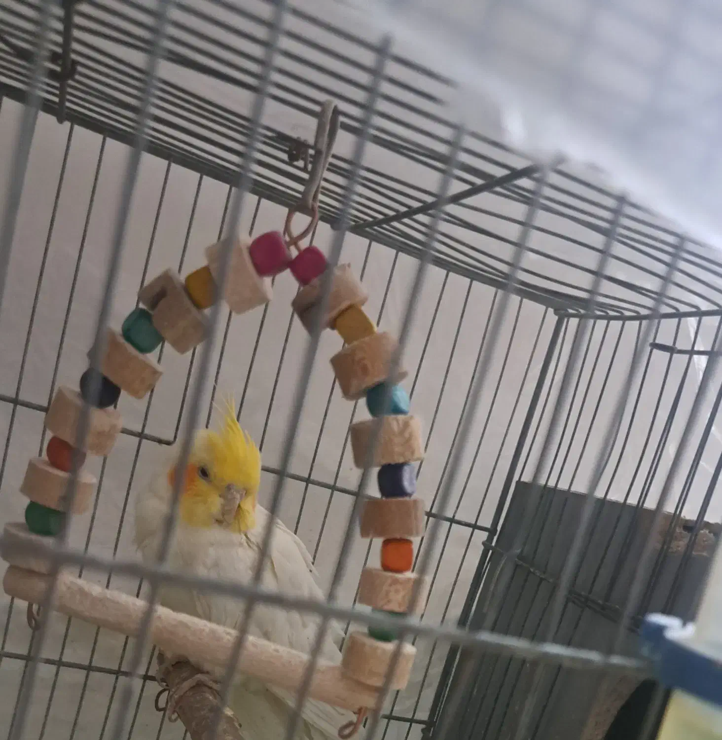 فروشنده عروس هلندی|پرنده|خمینی‌شهر, |دیوار