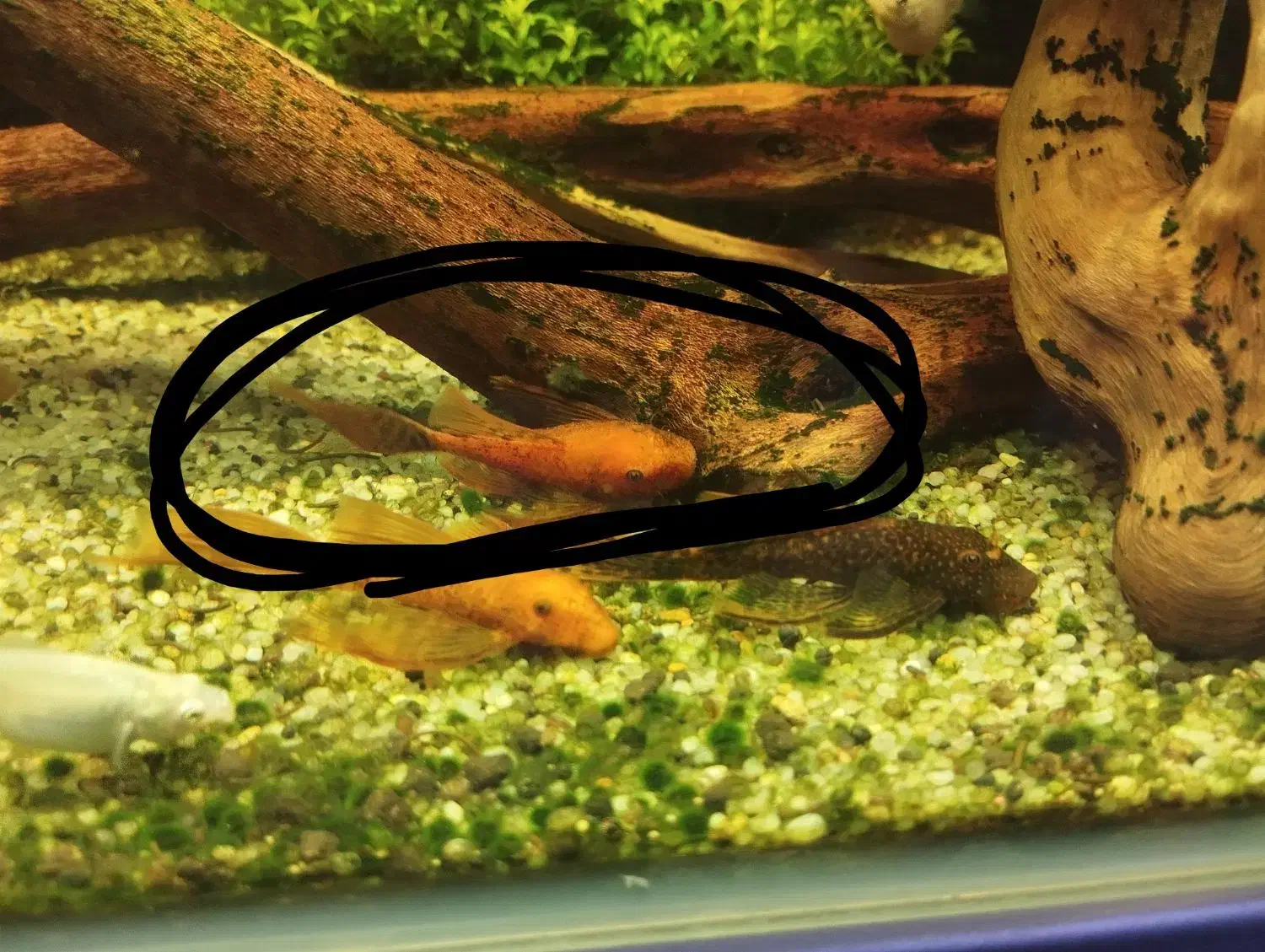 پوزه بوته ای رد ماربل سوپر باله|ماهی|مشهد, تربیت (صدف)|دیوار