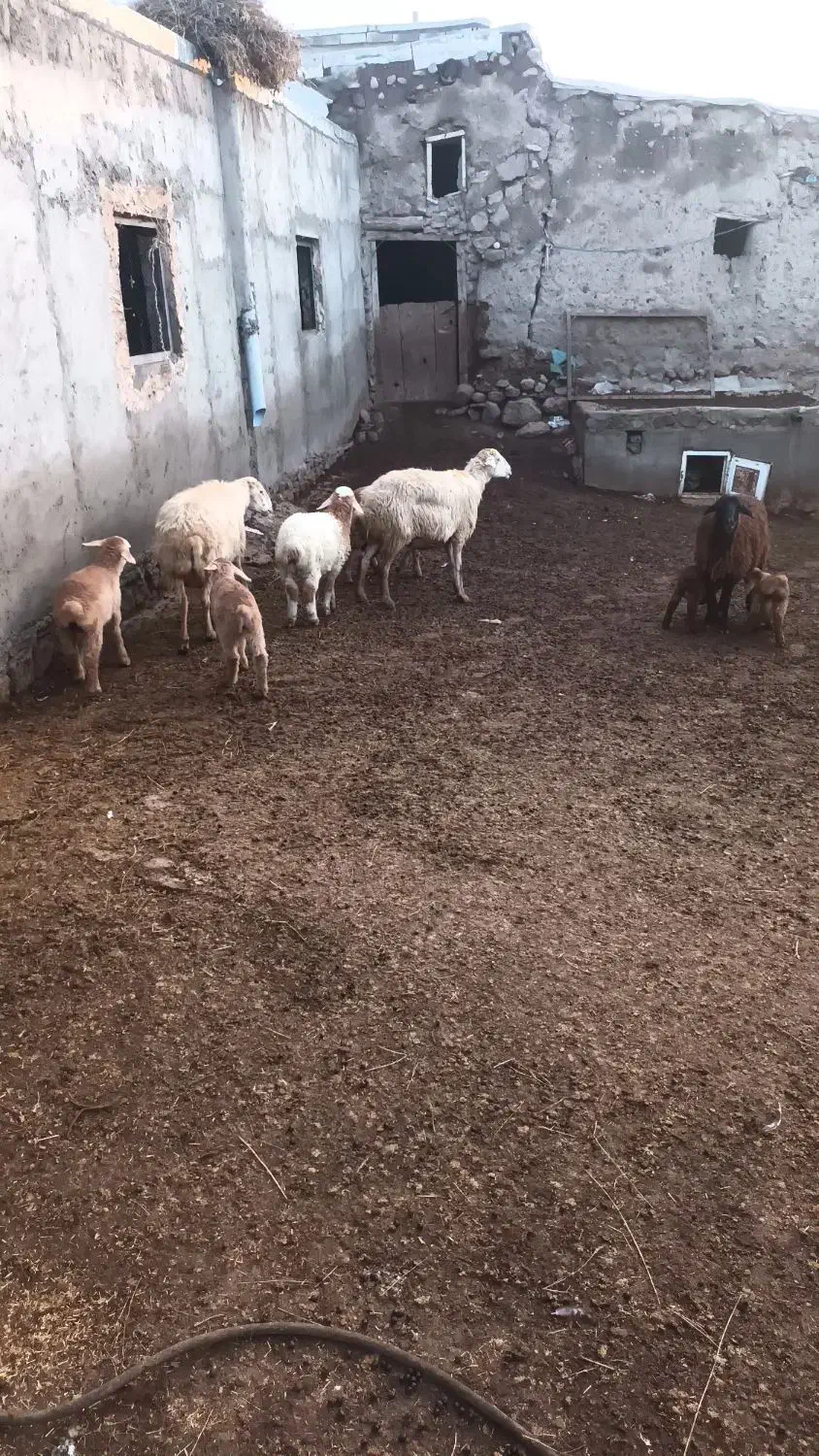 گوسفند برهدار|حیوانات مزرعه|مشگین شهر, |دیوار