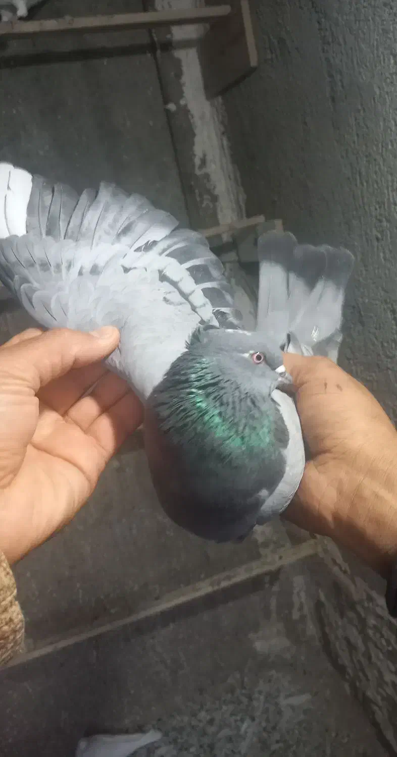 ۷طوق کبوتر|پرنده|شاهرود, |دیوار