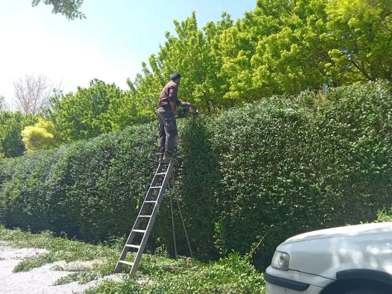 خدمات باغبانی اصفهان|خدمات باغبانی و درختکاری|اصفهان, اصفهانک|دیوار