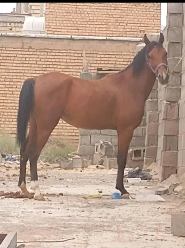 مادیان سه ساله عروسک|اسب و تجهیزات اسب‌سواری|لردگان, |دیوار