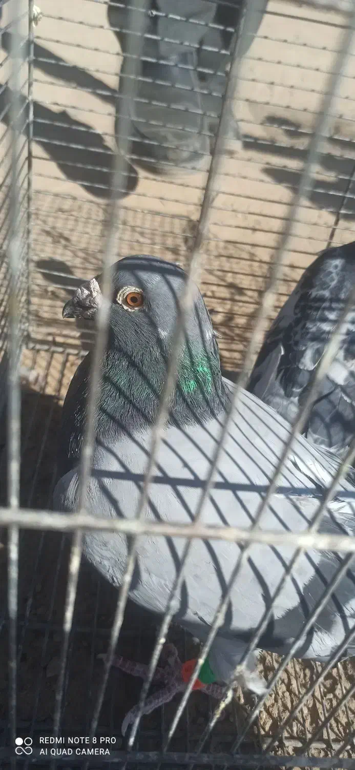 باسلام|پرنده|فردوس (خراسان), |دیوار