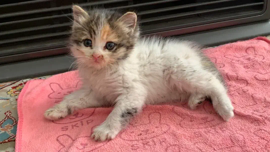 گربه خشوک|گربه|یزد, |دیوار