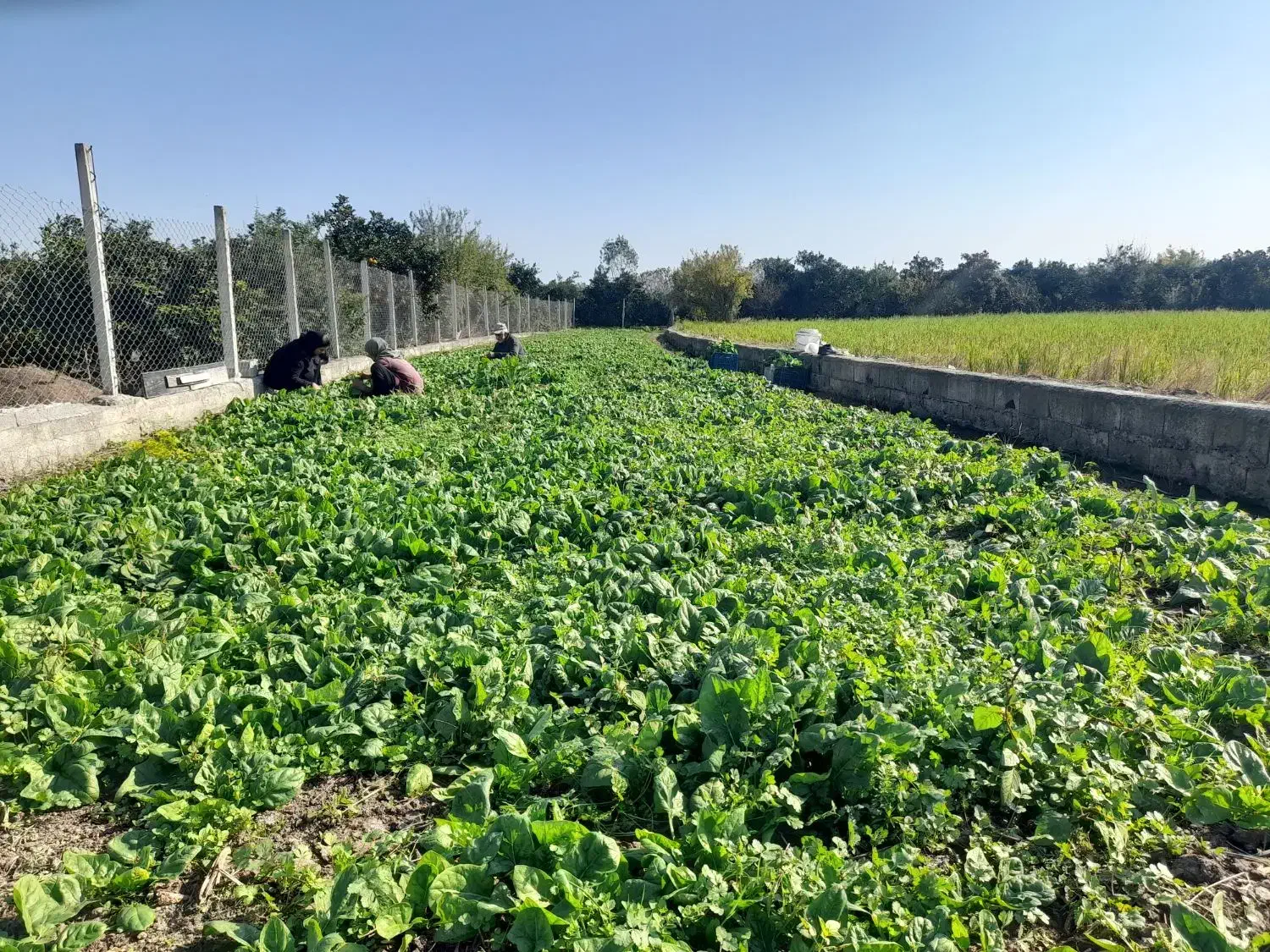 فروش اسفناج تازه چین عمده|خوردنی و آشامیدنی|ارطه, |دیوار