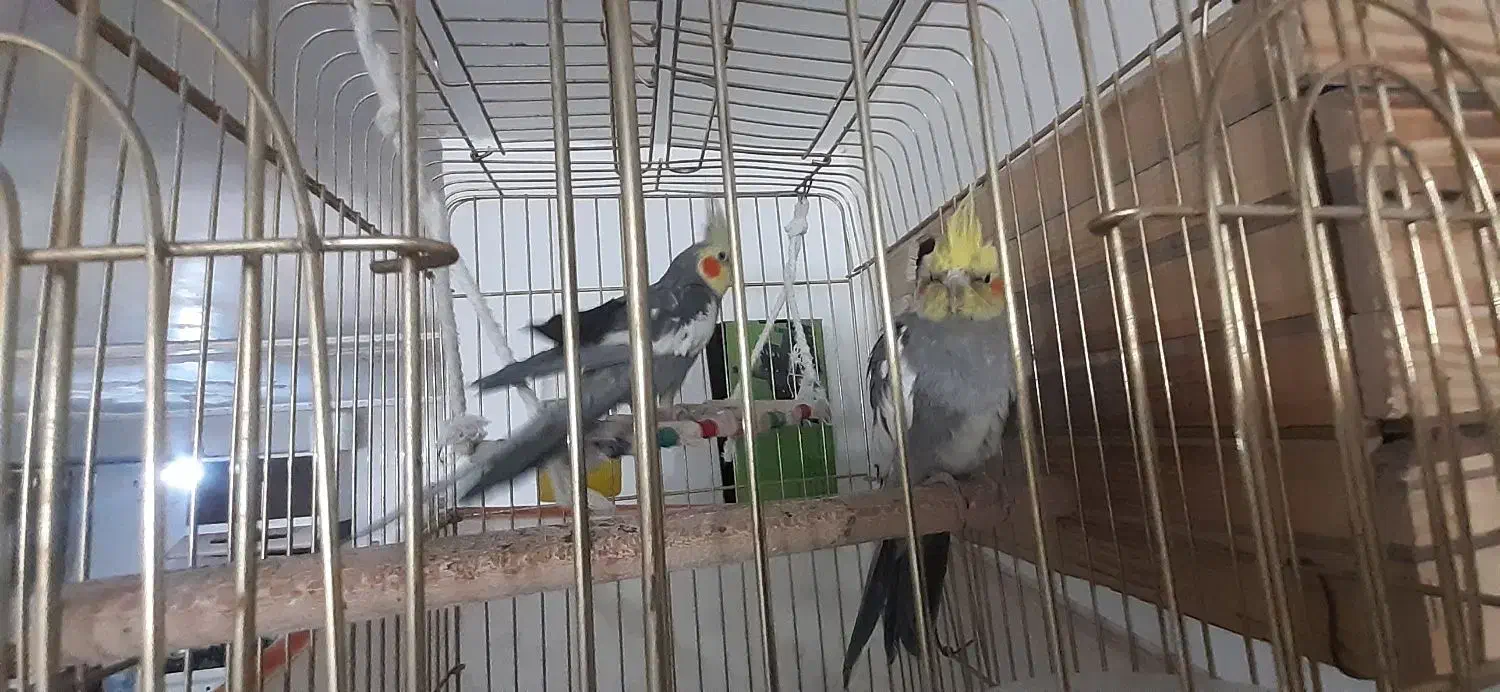 فروش عروس هلندی، پرنده|پرنده|فیروزآباد (فارس), |دیوار