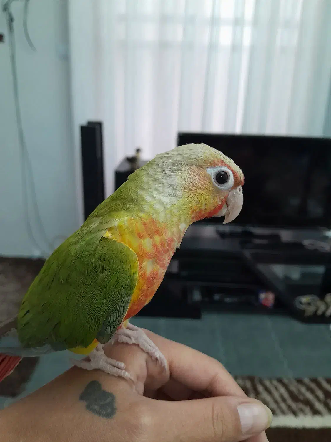 گرینچیک|پرنده|شیراز, دودمان|دیوار